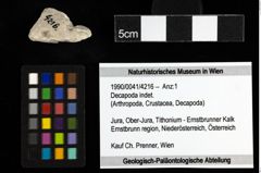 Foto (Objekt + Etiketten) von Decapoda indet. 